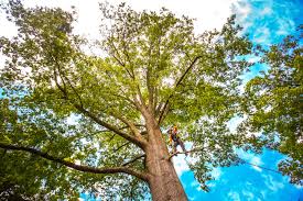 Best Tree Disease Treatment  in Eldridge, IA