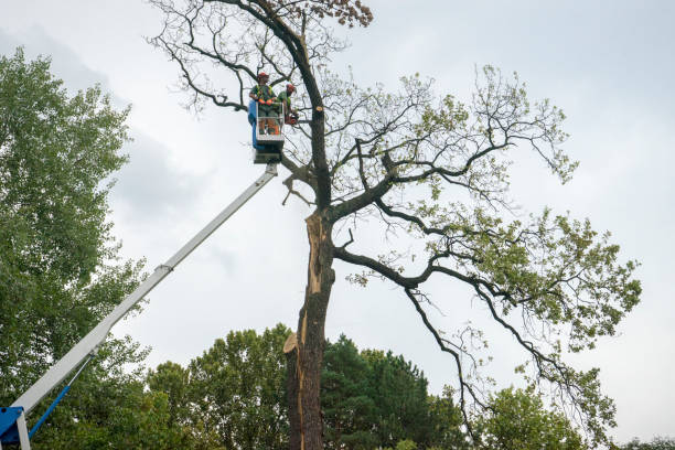 Best Tree Preservation Services  in Eldridge, IA