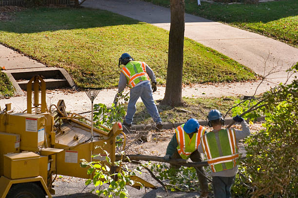 Best Tree Cabling and Bracing  in Eldridge, IA